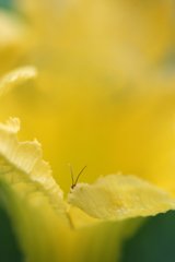 ミステリーサークル　その犯人は