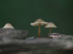 雨の合間にキノコたち　ⅰ