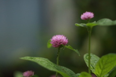 ロシアのレンズで花たちを　Ⅴ