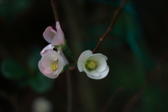 木瓜ⅲ