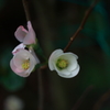 木瓜ⅲ