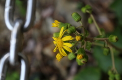 ツワブキの花もⅢ