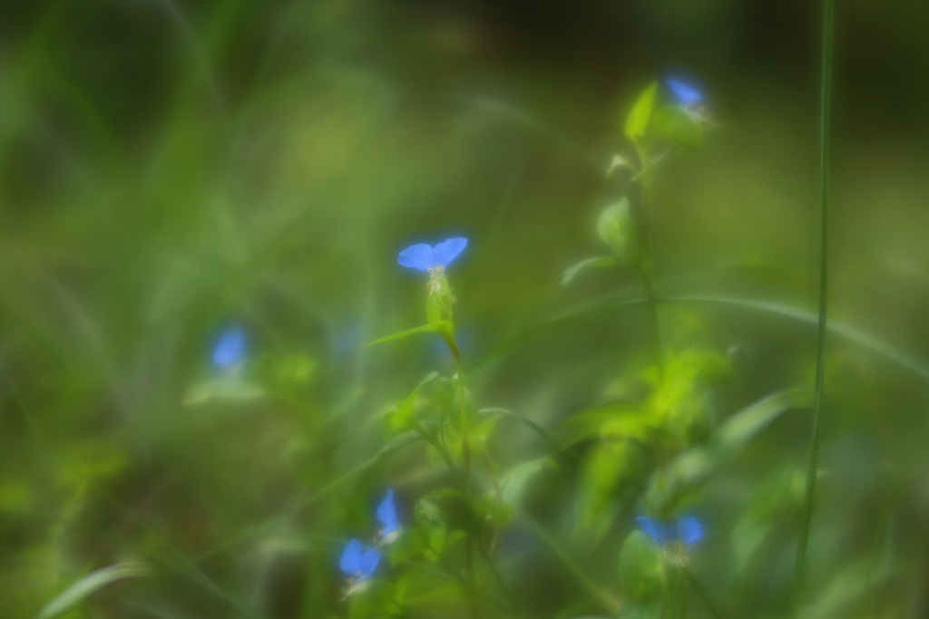 秋を求めて　弐