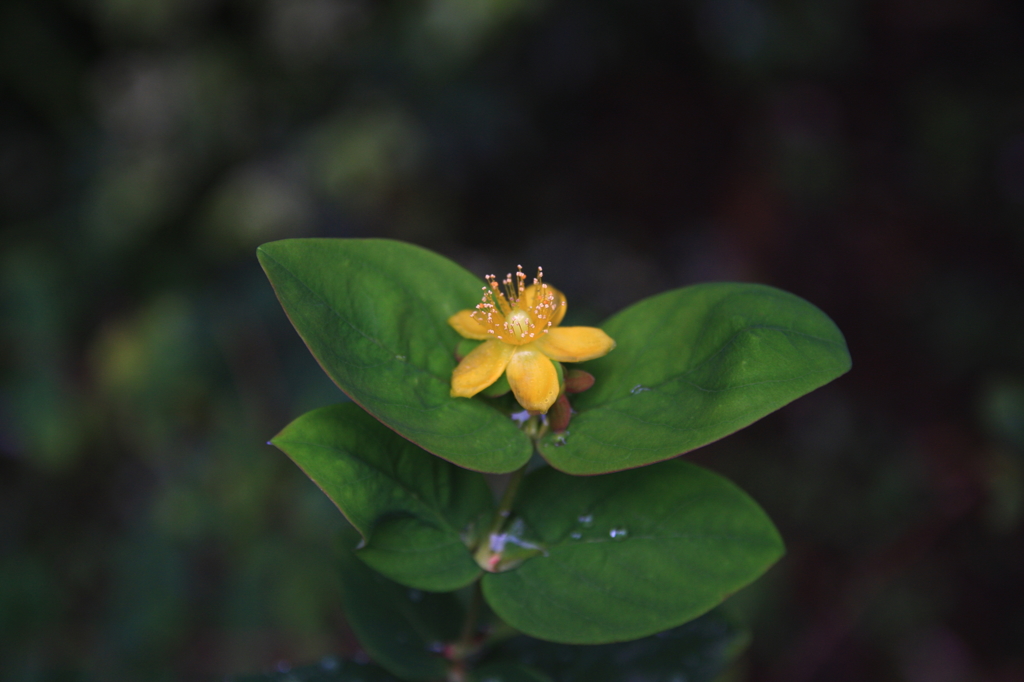 雨上がりの庭でⅡ
