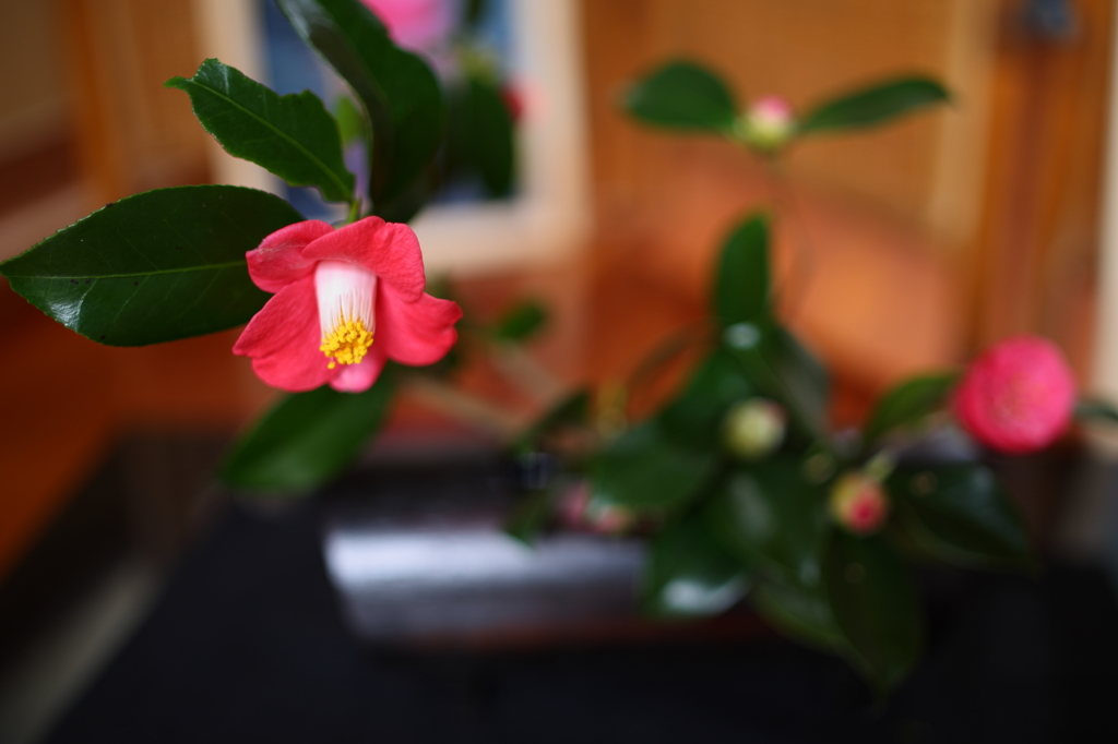 椿の活花