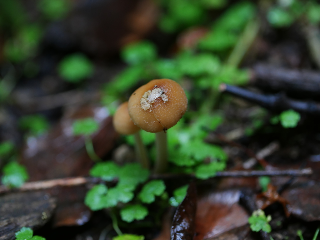 雨の合間にキノコたち　ⅳ