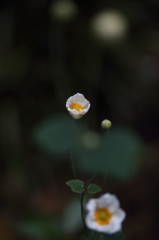 綺麗に咲いてくれましたⅢ