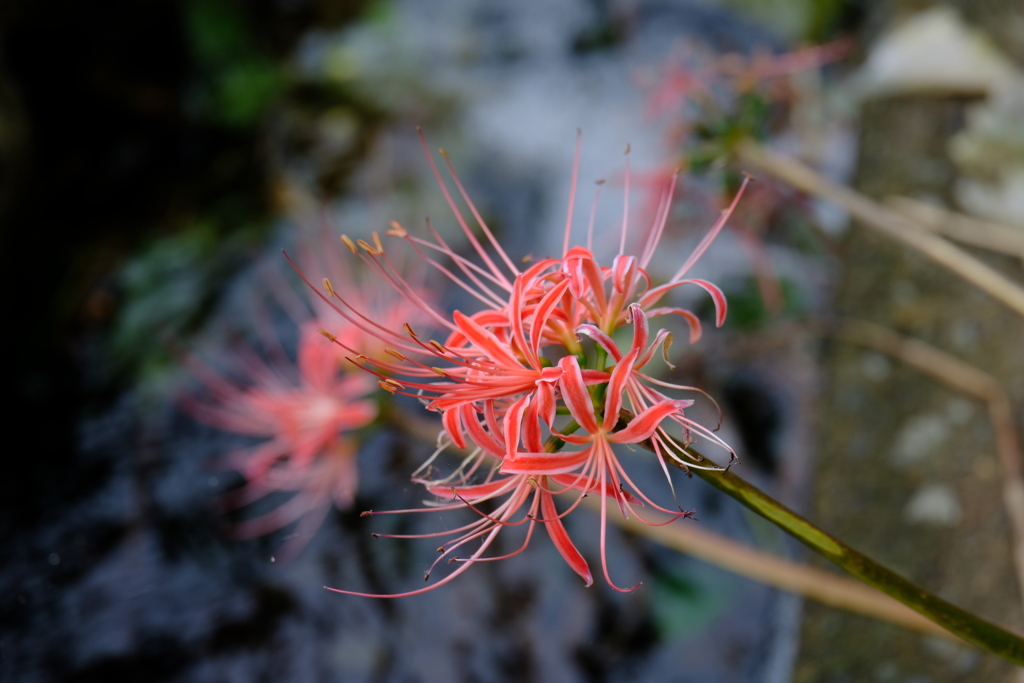露草＆彼岸花　四