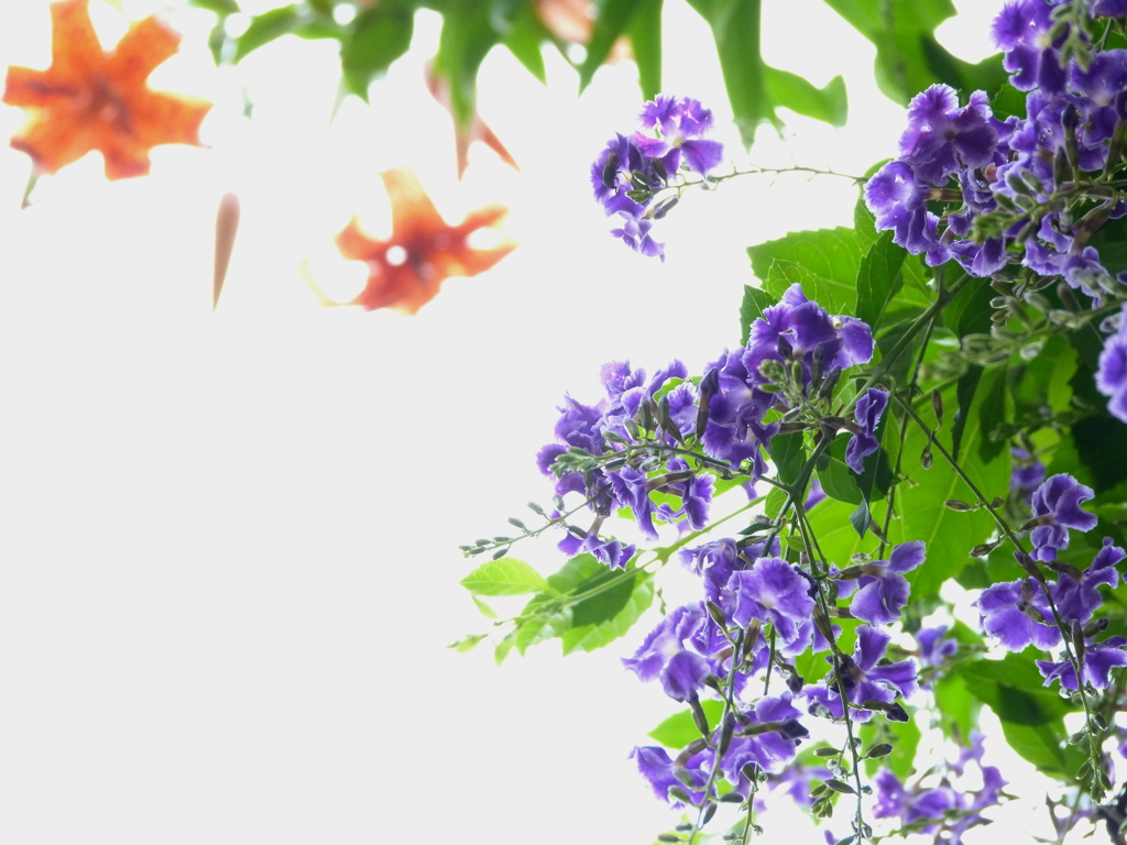 雨上がりの空を見上げると