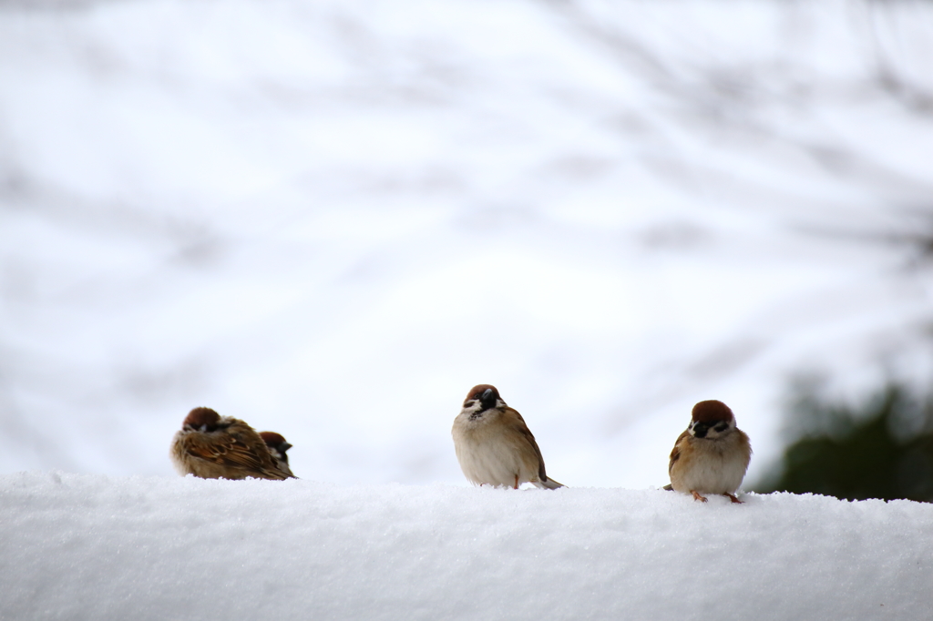 雪原（？）の雀Ⅲ