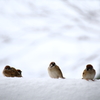 雪原（？）の雀Ⅲ