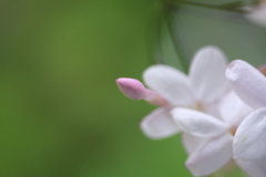 マクロで花を　Ⅴ