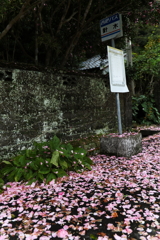 山茶花のバス停Ⅲ