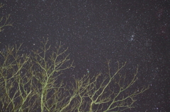 枝先で憩う碧い星Ⅱ