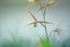 寒蘭展にて　四