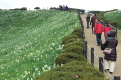 野母崎水仙まつりⅡ