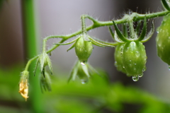 梅雨入りの庭先Ⅱ