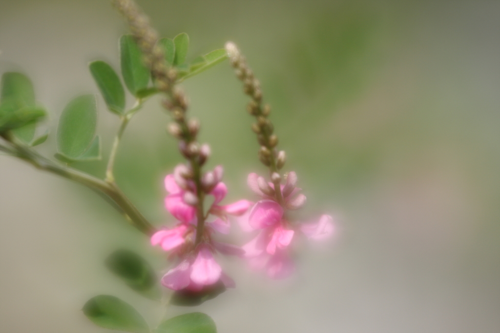 萩の花Ⅳ