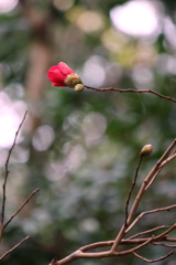 咲く花あれば散る花も