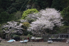 入り江の奥で咲く桜Ⅲ