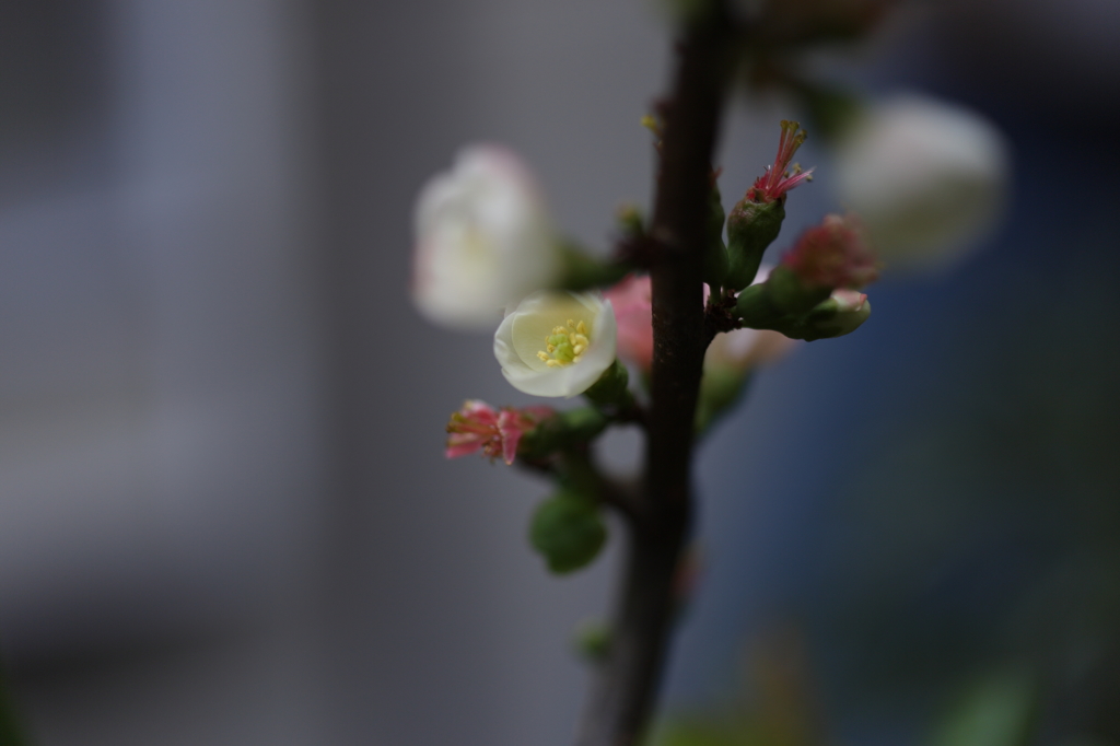 木瓜