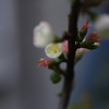 木瓜
