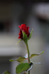 真紅の蕾