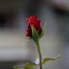 真紅の蕾