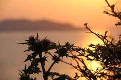 島の夕陽