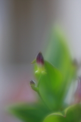 ペンギンみたいなホトトギス