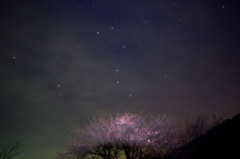 夜桜Ⅱ