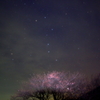 夜桜Ⅱ