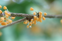 香りの雫