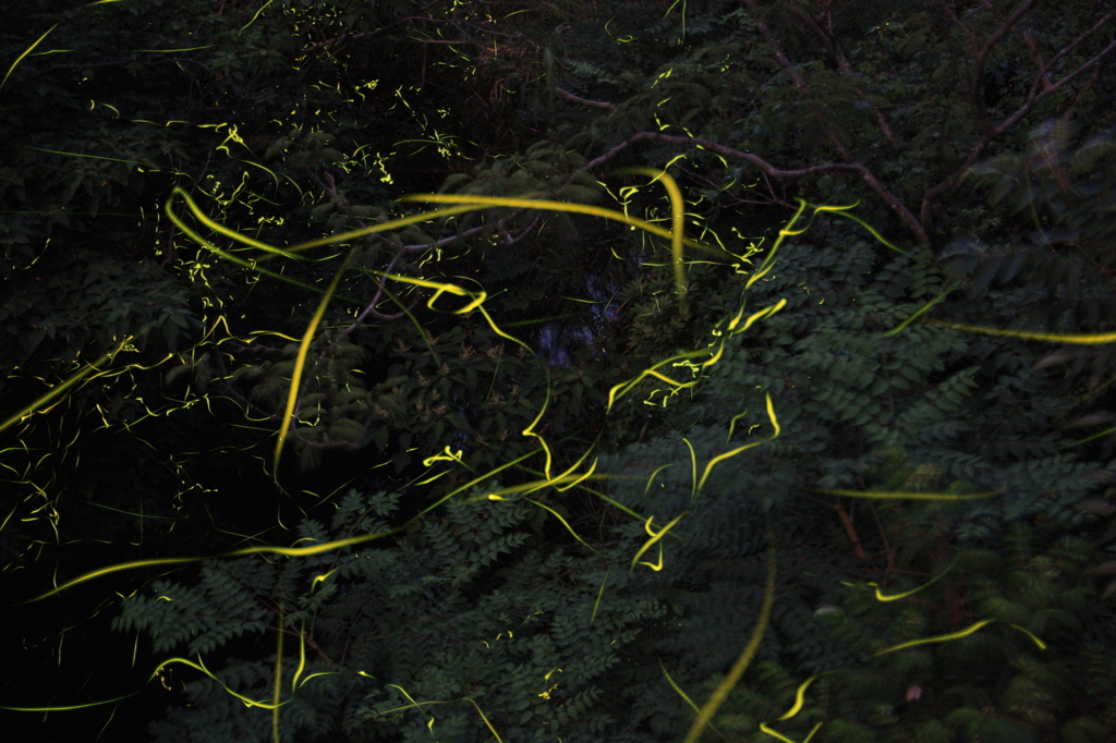 姫から源氏へⅠ