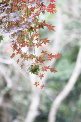 季節の境目Ⅳ