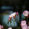 昼咲き月見草