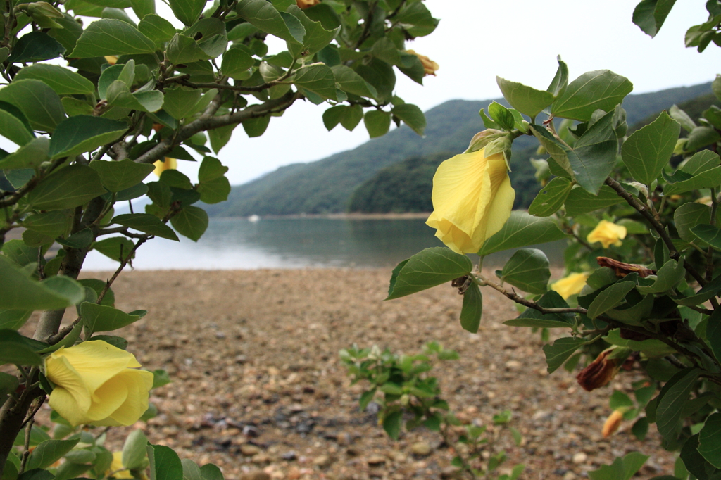 日暮れのハマボウⅠ