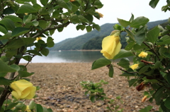 日暮れのハマボウⅠ