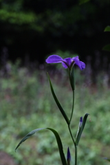 小雨が降ってますⅢ