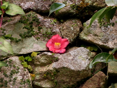 落ちてなお・・・