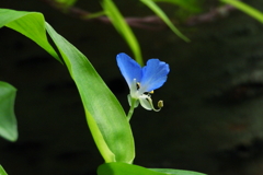 碧い鳥を待つ場所で　ⅳ