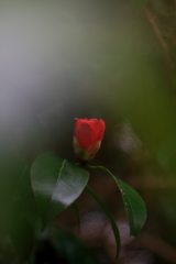 オールドレンズで薮椿　ⅵ