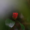 オールドレンズで薮椿　ⅵ