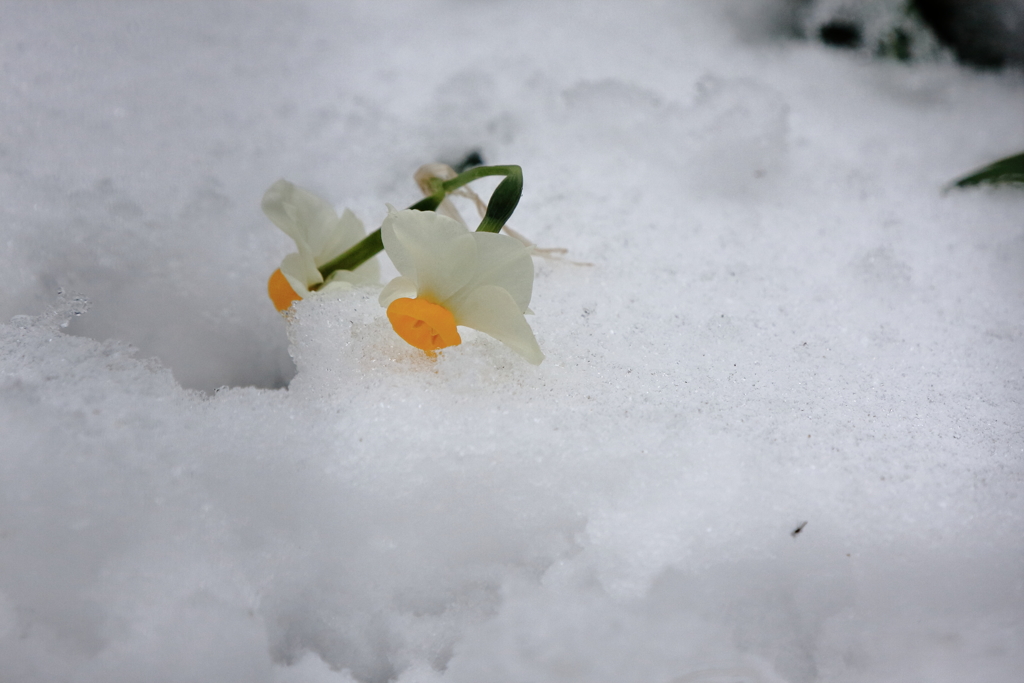 雪中花