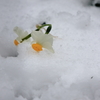 雪中花