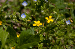 春の日射しを受けてⅢ