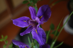 オールドレンズで花菖蒲（？）　壱