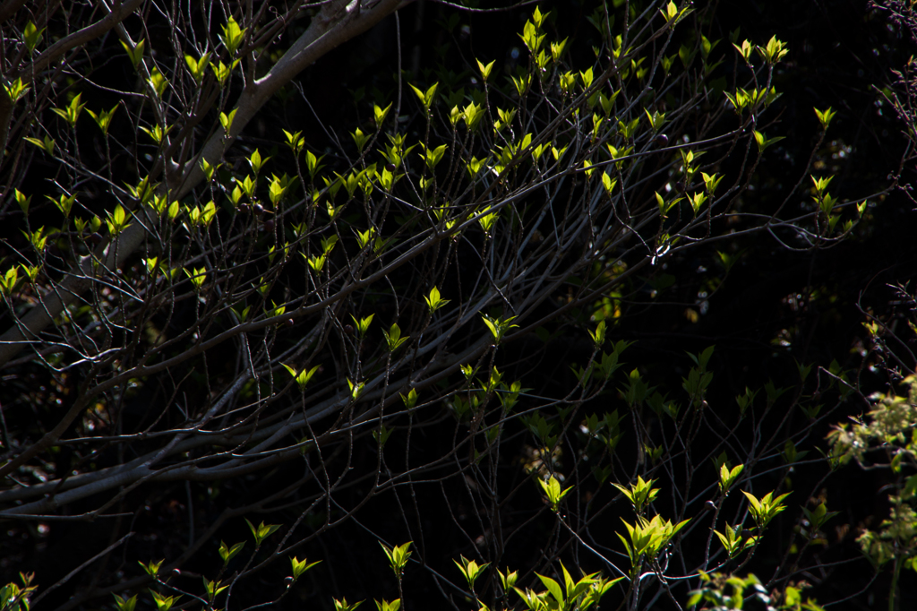 春の日射しを受けてⅡ