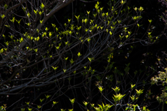 春の日射しを受けてⅡ