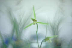 寒蘭展にて　参